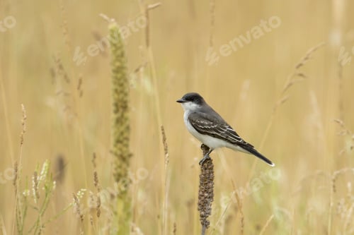 Preview: Perched eastern kingbird in Idaho.