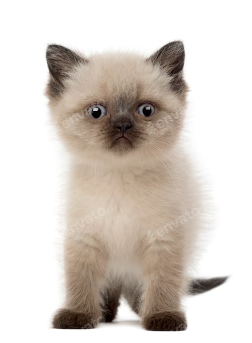 Preview: Portrait of British Shorthair Kitten, 5 weeks old, against white background