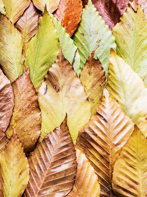 Preview: Overlapping autumn leaves, still life, overhead view