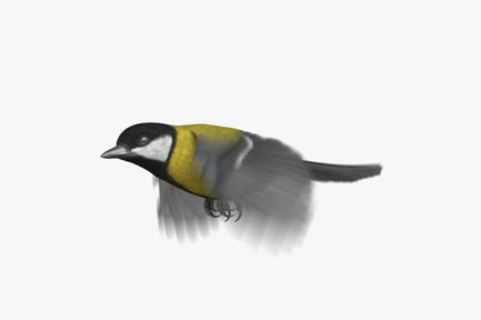 Preview: Animated Great Tit (Parus Major) in Flight
