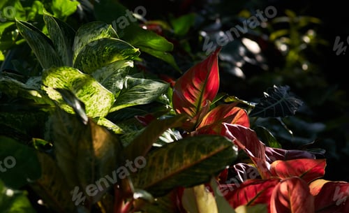 Preview: red and green leaves in the garden