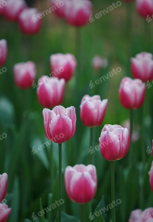 Preview: Tulips