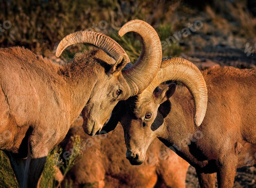 Preview: Bighorn Sheep in Valley of Fire State park, Nevada