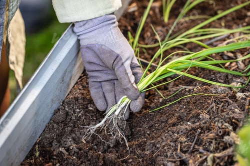 Preview: Gardener planting spring onions in fertile soil