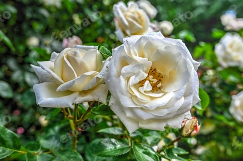 Preview: White Schneewittchen rose flower on green leaves background