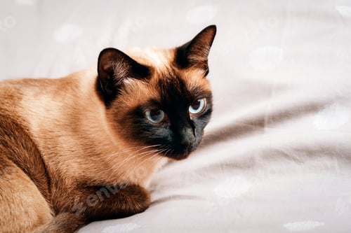 Preview: Close-up of siamese cat with blue eyes lying on soft fabric