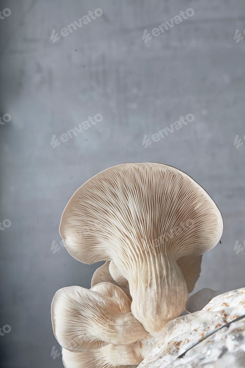 Preview: Close up of underside gills of farmed Oyster mushroom