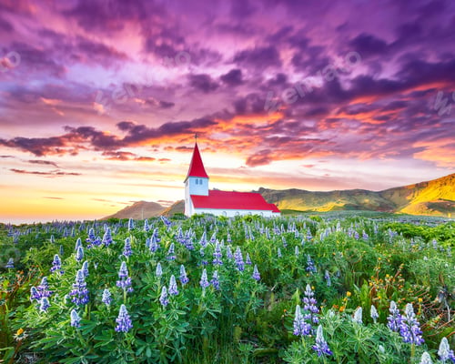 Preview: Ramarkable view of Vikurkirkja christian church in blooming lupine flowers.