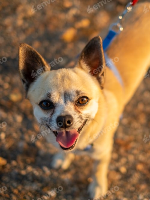 Preview: Chihuahua