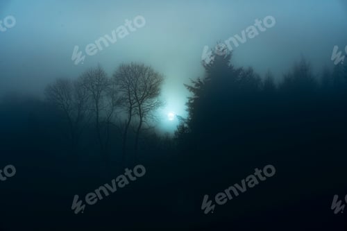 Preview: View of a misty forest at night