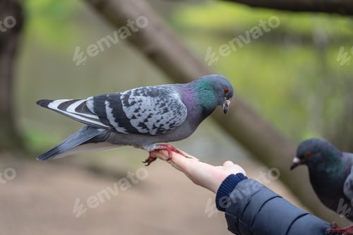 Preview: Young woman feeding pigeons in the city park