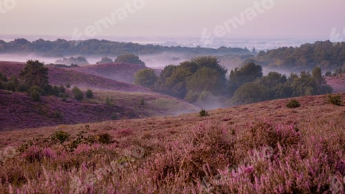 Preview: Posbank National park Veluwe, purple pink heather in bloom, blooming heater on the Veluwe