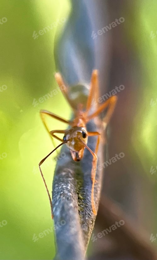 Preview: Close up of a green ant crawling on a twisted wire