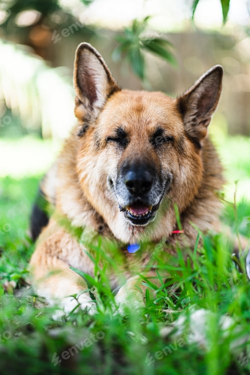Preview: Vertical shot of a German shepherd sitting on green grass