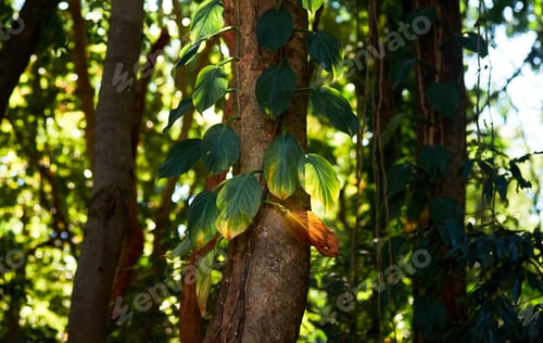Preview: Ivy on tree trunk in the rainforest