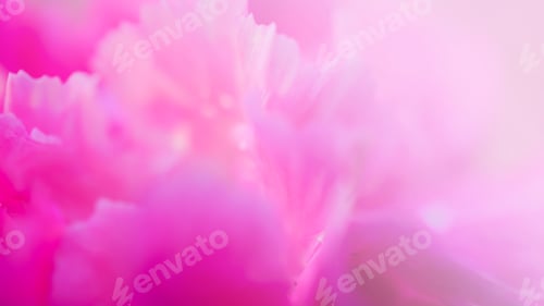 Preview: Pink Carnation Petals In Soft Color Style For Background