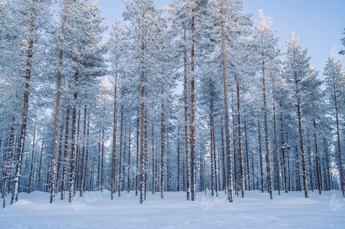 Preview: Beautiful natural environment on wild white northern destination getaway