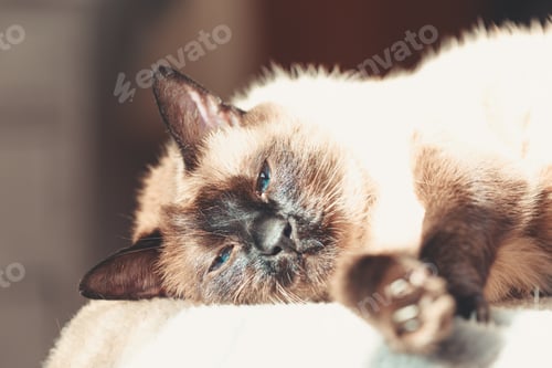 Preview: Blue eyed siamese cat sleeping in the bed looking straight to camera