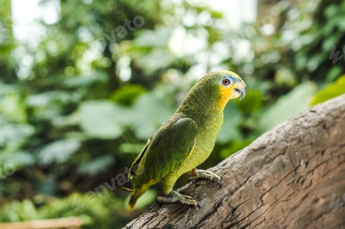 Preview: beautiful green afrotropical parrot perching on branch in rainforest