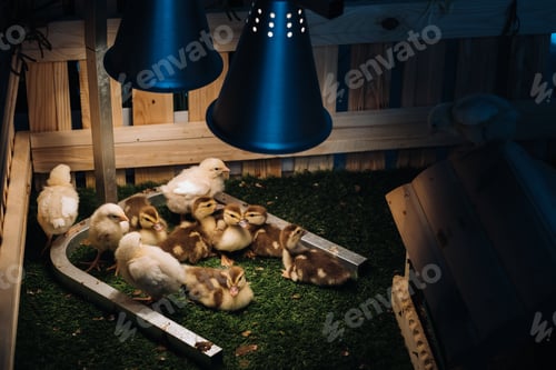 Preview: Small chickens and ducklings bask on the grass under a lamp in the yard
