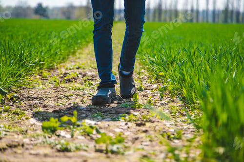 Preview: A man farmer checks how wheat grows in the field. Selective focus.
