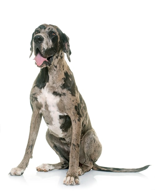 Preview: Great Dane in studio