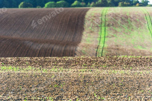 Preview: Agricultural field on a hill with young sprouts