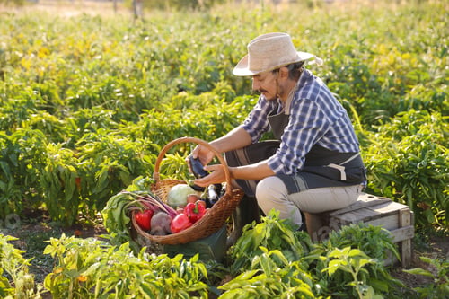 Preview: Harvesting season. Farmer with wicker basket of fresh vegetables in field on sunny day