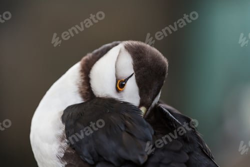 Preview: Puffin