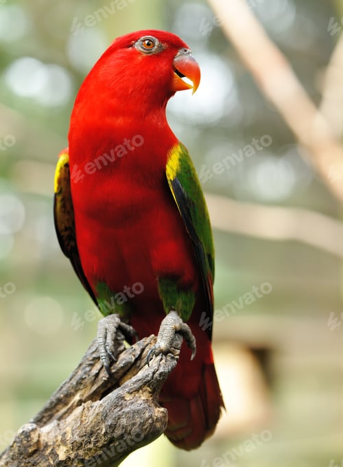 Preview: Parrot bird