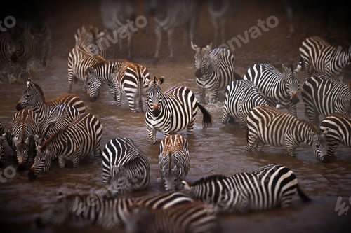 Preview: Dazzle of zebras captured drinking water in a waterhole
