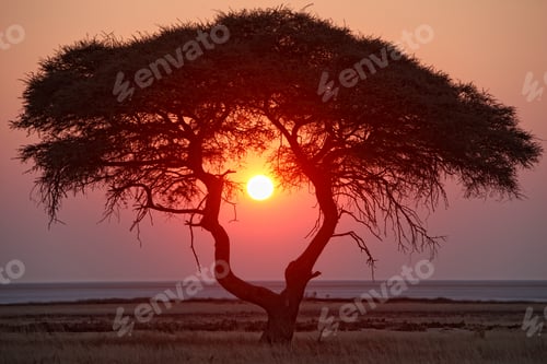 Preview: Namibia, Etosha National Park, sunset
