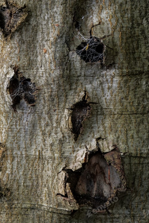 Preview: detail of a scary face on a trunk of a tree