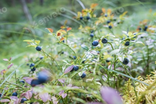 Preview: Ripe, tasty blueberries on the bushes in the forest. Harvest of Vaccinium myrtillus berries