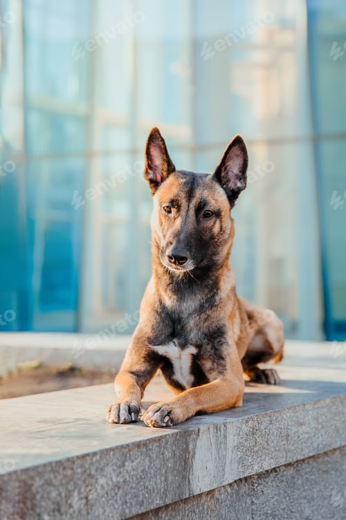 Preview: Belgian Malinois Shepherd: Portrait in an Urban Landscape