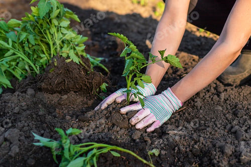 Preview: Woman farmer planting seedlings of tomatoes in the garden. Selective focus.