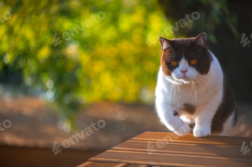 Preview: Serious british shorthair cat with yellow eyes walking on home wooden terrace, copy space