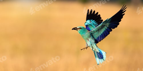 Preview: European roller landing on field with copy space in panoramic shot