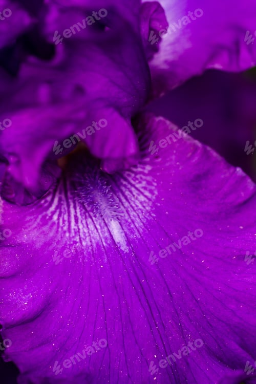 Preview: Flowers