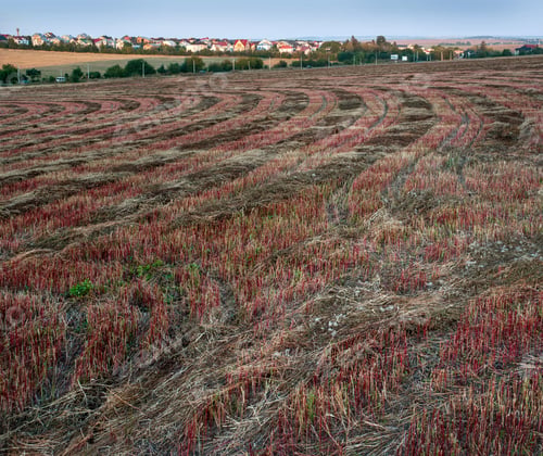Preview: twisted strips of mown buckwheat stubble that stretch parallel to each other to the very horizon
