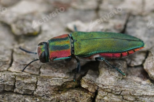 Preview: Detailed closeup on a colorful green and red metallic jewel beetle, Anthaxia hungarica