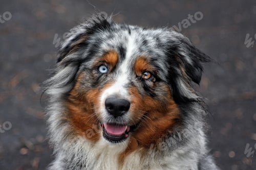 Preview: Australian Shepherd dog Merle