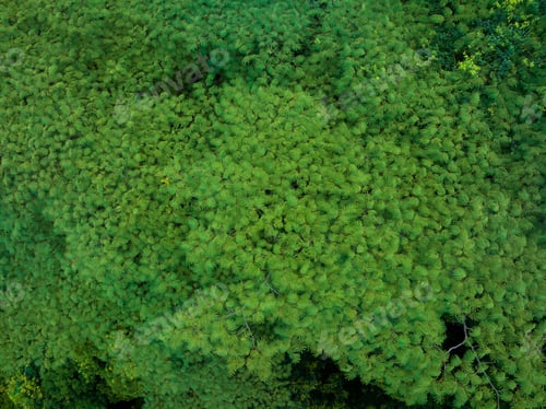 Preview: Aerial view royal poinciana or flamboyant tree (Delonix regia) in summer