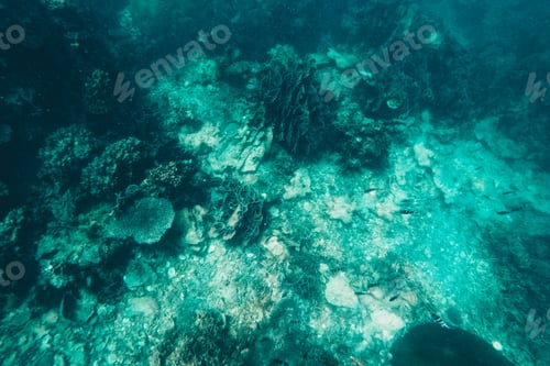 Preview: Under the sea corals and fish