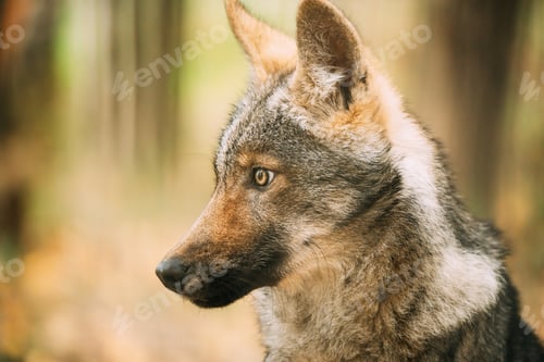 Preview: Funny Curious Young Puppy Gray Wolf. Close Up Portrait Of Cub Wolf, Canis Lupus, Gray Wolf, Grey
