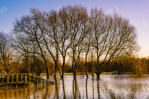 Preview: Floods covering grass leaving the tree's surrounded by water creating a pond like reflection
