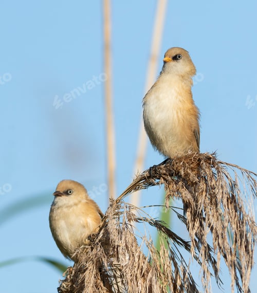 Preview: Two Bearded Tits sitting together on reeds against a bright blue sky