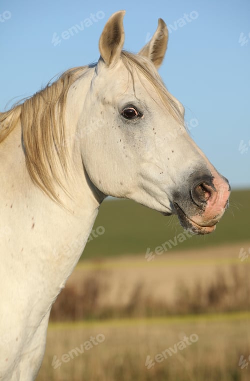 Preview: arabian, horse, mare, stallion, riding