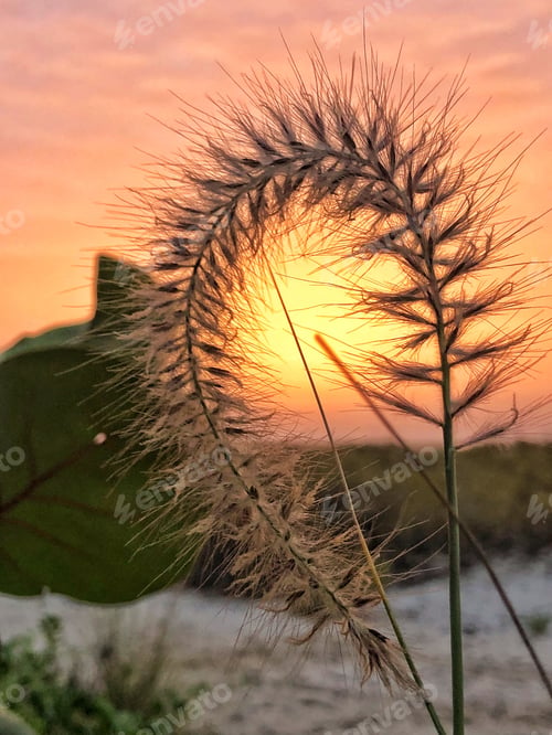 Preview: Foxtail Sunset
NOMINATED🙏🌅🙏