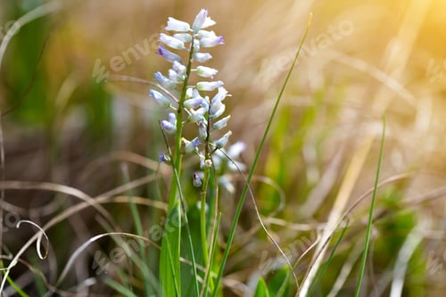 Preview: Flowering hyacinths (Hyacinthus leucophaeus) on the meadow